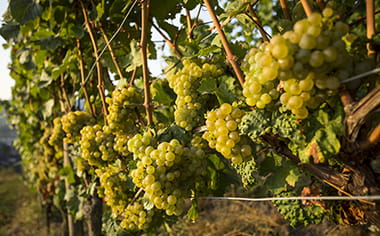 Ripe Riesling Grapes On The Vine
